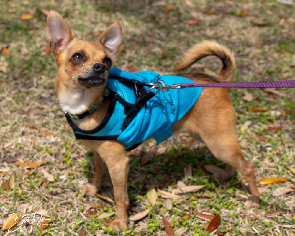 20250329-Salty Dog Day -29.jpg