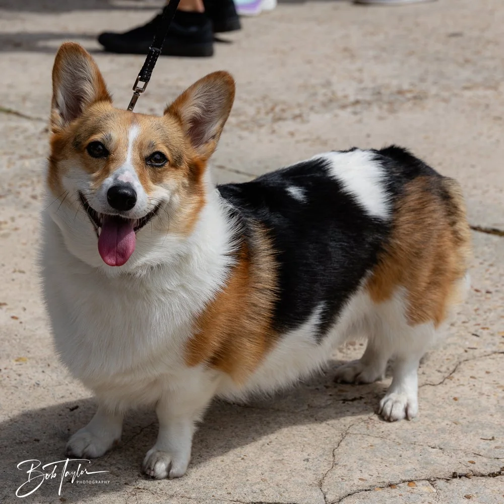 20250329-Salty Dog Day -9.jpg