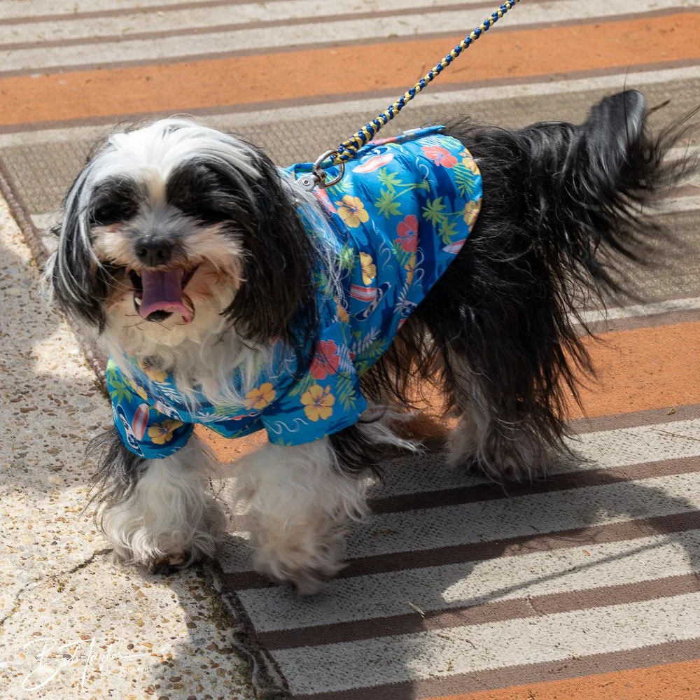 20250329-Salty Dog Day -57.jpg