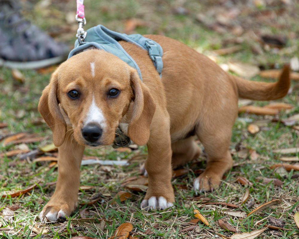 20250329-Salty Dog Day -32.jpg