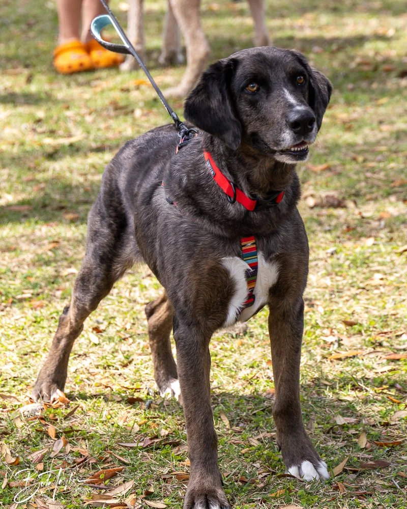 20250329-Salty Dog Day -14.jpg