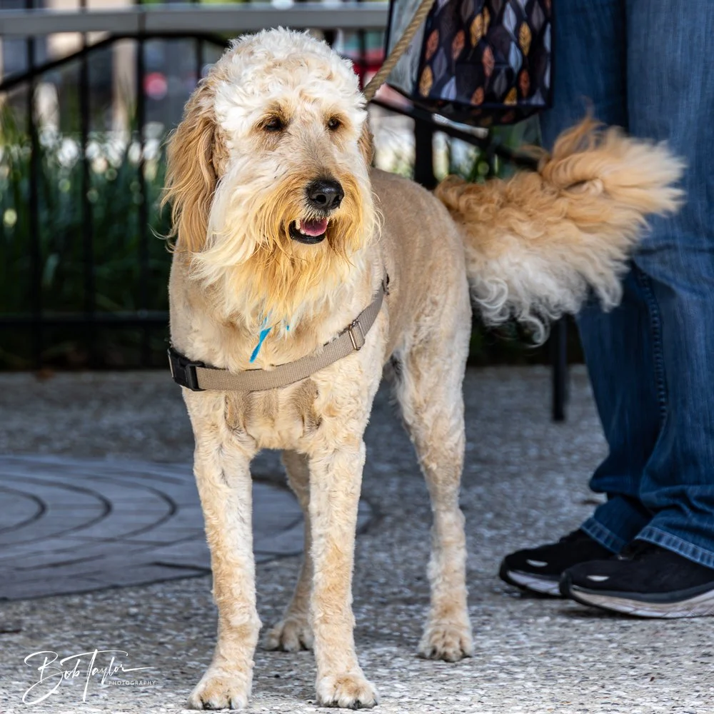 20250329-Salty Dog Day -47.jpg