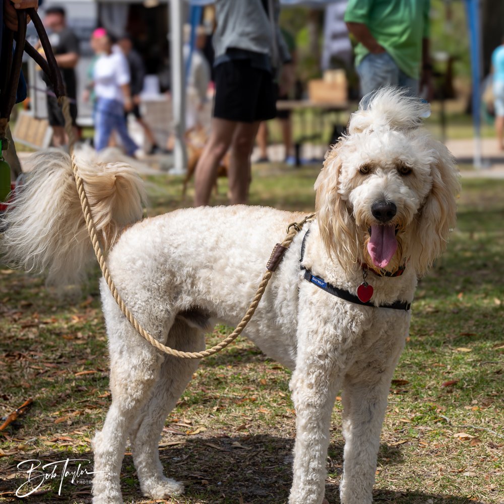 20250329-Salty Dog Day -10.jpg