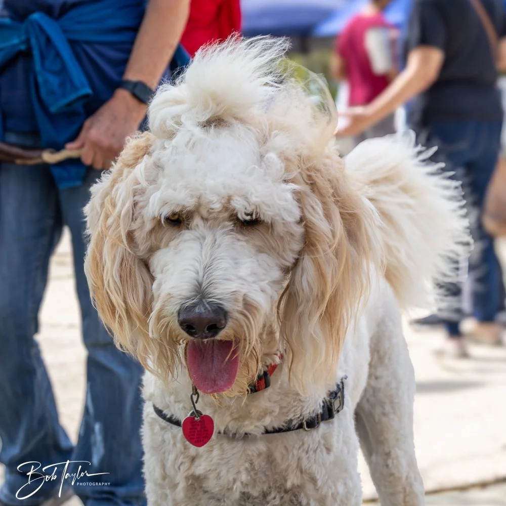 20250329-Salty Dog Day -8.jpg