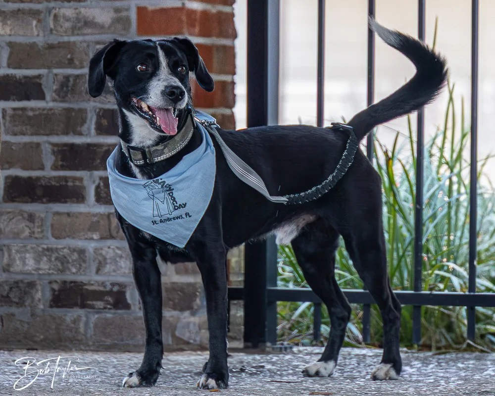 20250329-Salty Dog Day -11.jpg