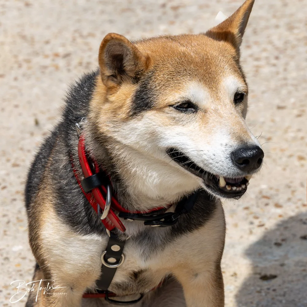 20250329-Salty Dog Day -60.jpg