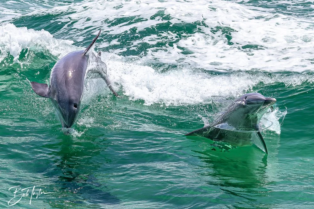 20240803-20240803-Sea Screamer Logo -54-2.jpg