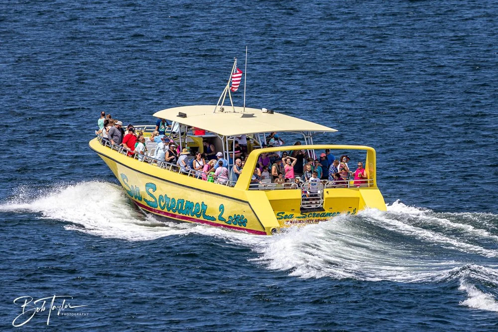 20240624-20240624-Sea Screamer Logo -20-2.jpg