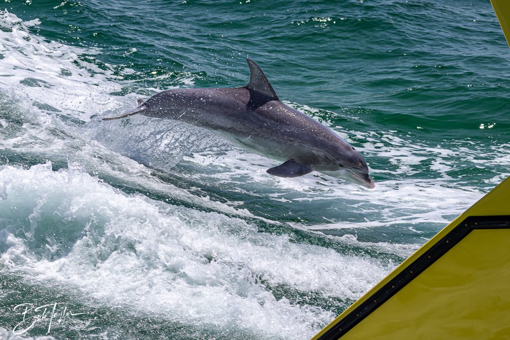 20240803-20240803-Sea Screamer Logo -49-2.jpg