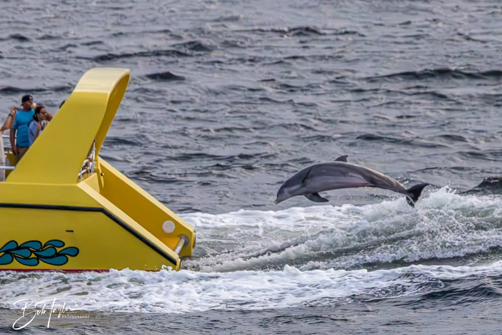 20240630-20240630-Sea Screamer Logo -28-2.jpg