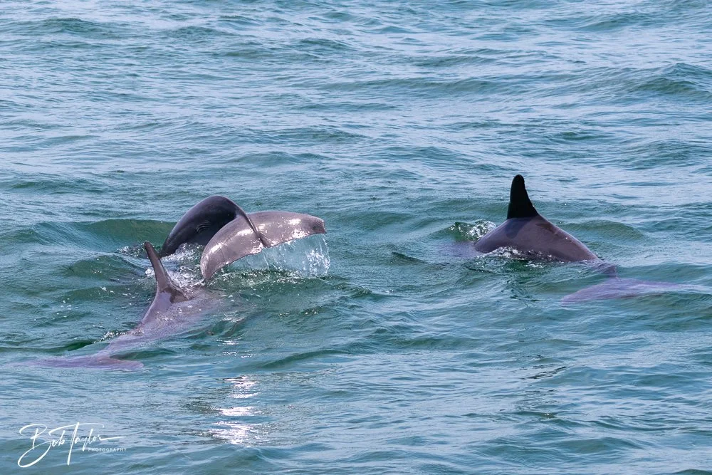 20240803-Sea Screamer 2 -1.jpg