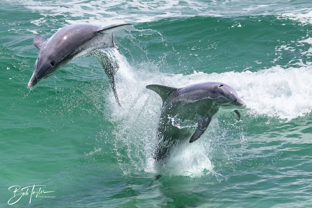 20240803-20240803-Sea Screamer Logo -57-2.jpg