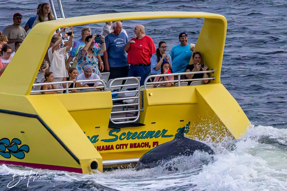 20240630-20240630-Sea Screamer Logo -29-2.jpg