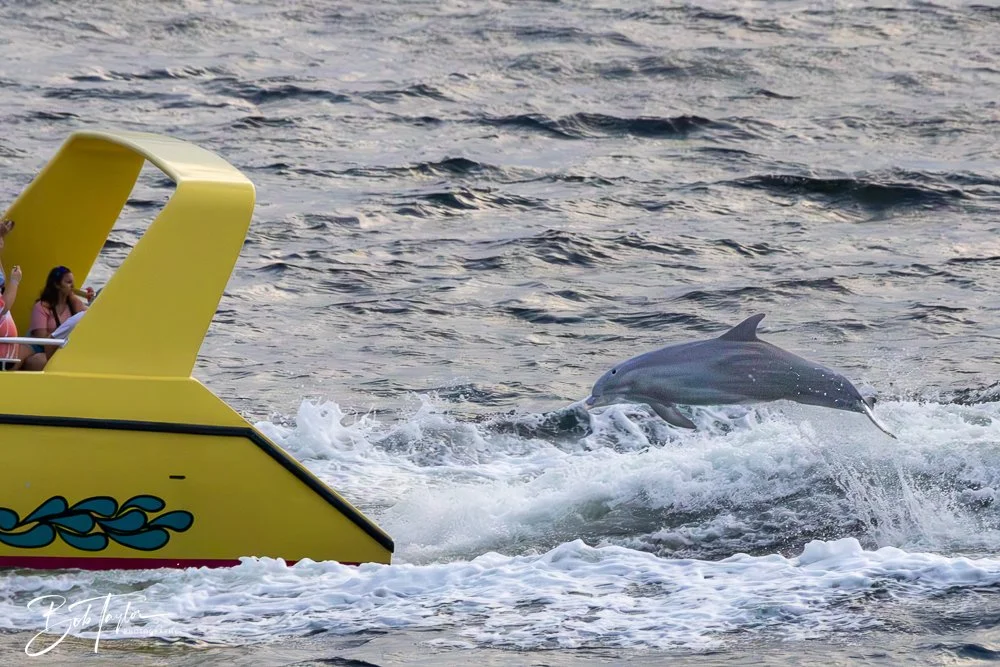 20240630-20240630-Sea Screamer Logo -25-2.jpg