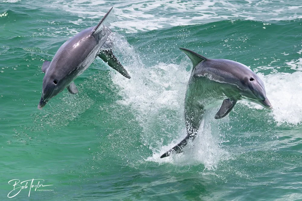 20240803-20240803-Sea Screamer Logo -58-2.jpg