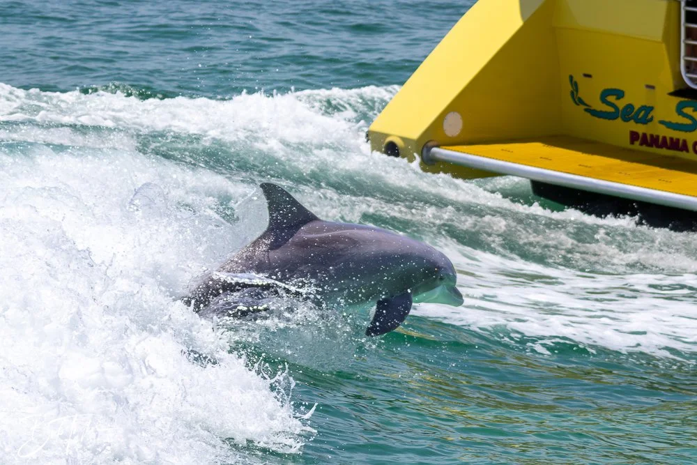 20240803-20240803-Sea Screamer Logo -60-2.jpg