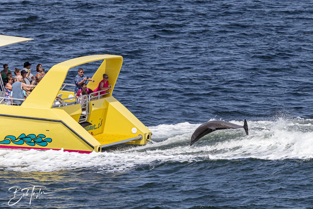 20240624-20240624-Sea Screamer Logo -18-2.jpg