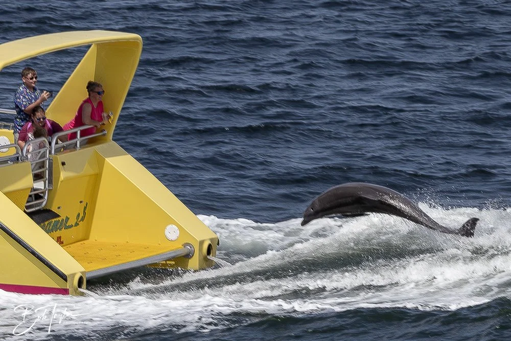 20240624-20240624-Sea Screamer Logo -16-2.jpg