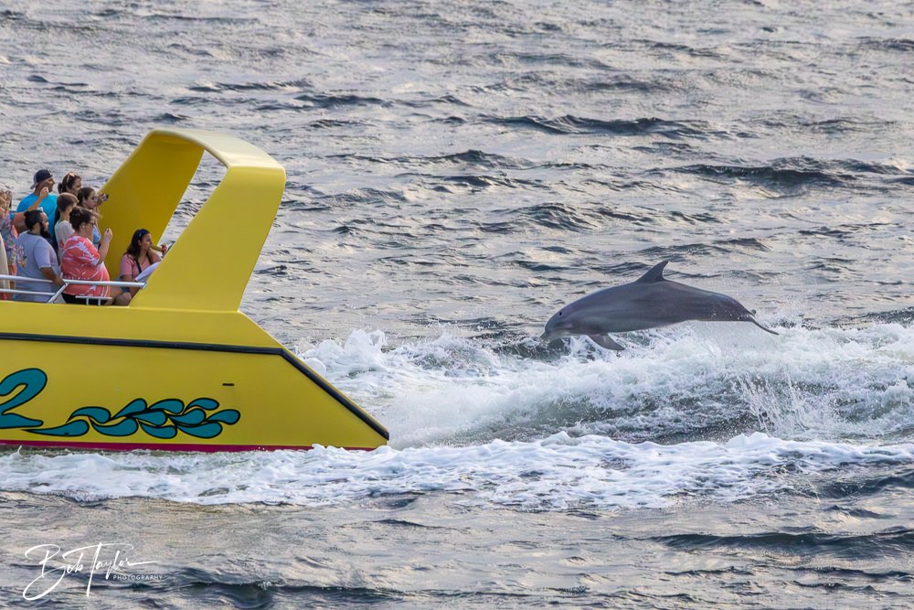 20240630-20240630-Sea Screamer Logo -26-2.jpg