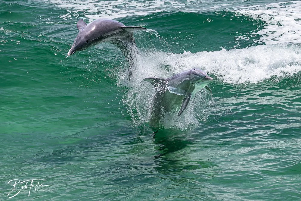 20240803-20240803-Sea Screamer Logo -56-2.jpg