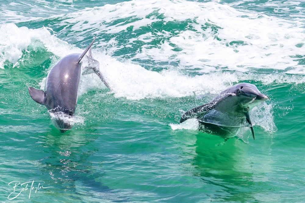 20240803-Sea Screamer 2 -10.jpg