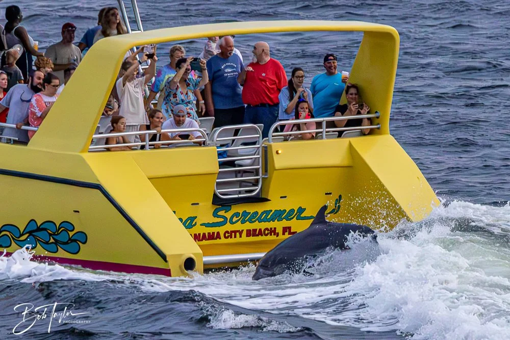 20240630-20240630-Sea Screamer Logo -30-2.jpg