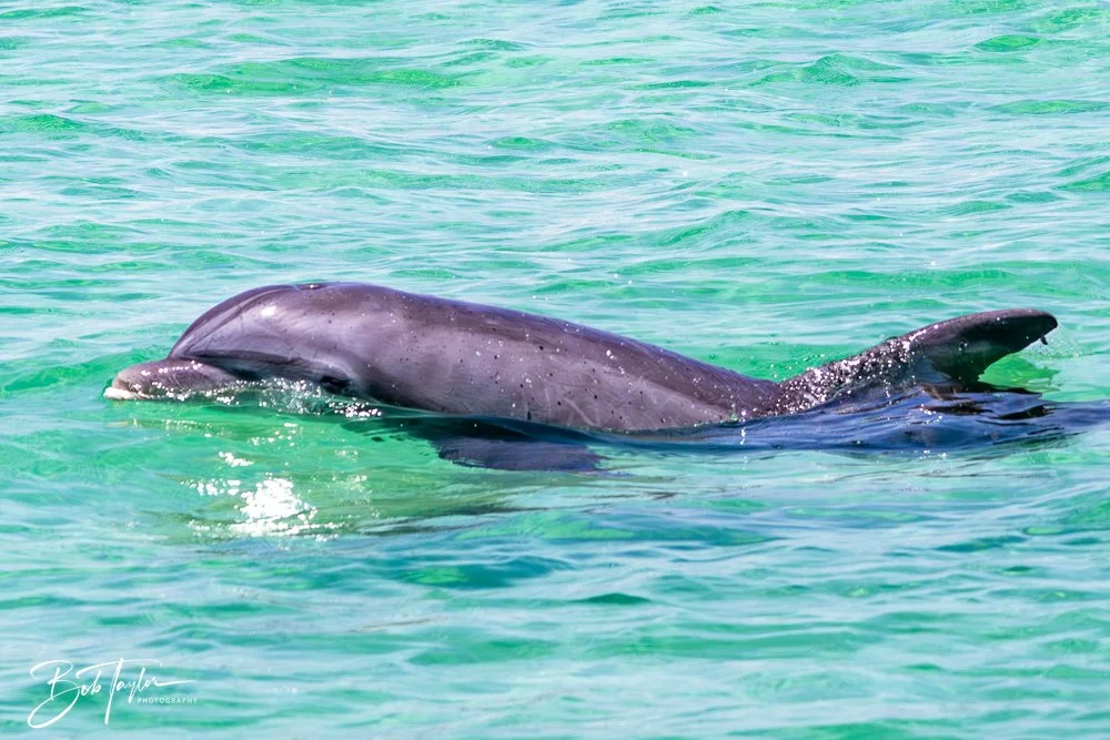 20240803-20240803-Sea Screamer Logo -48-2.jpg