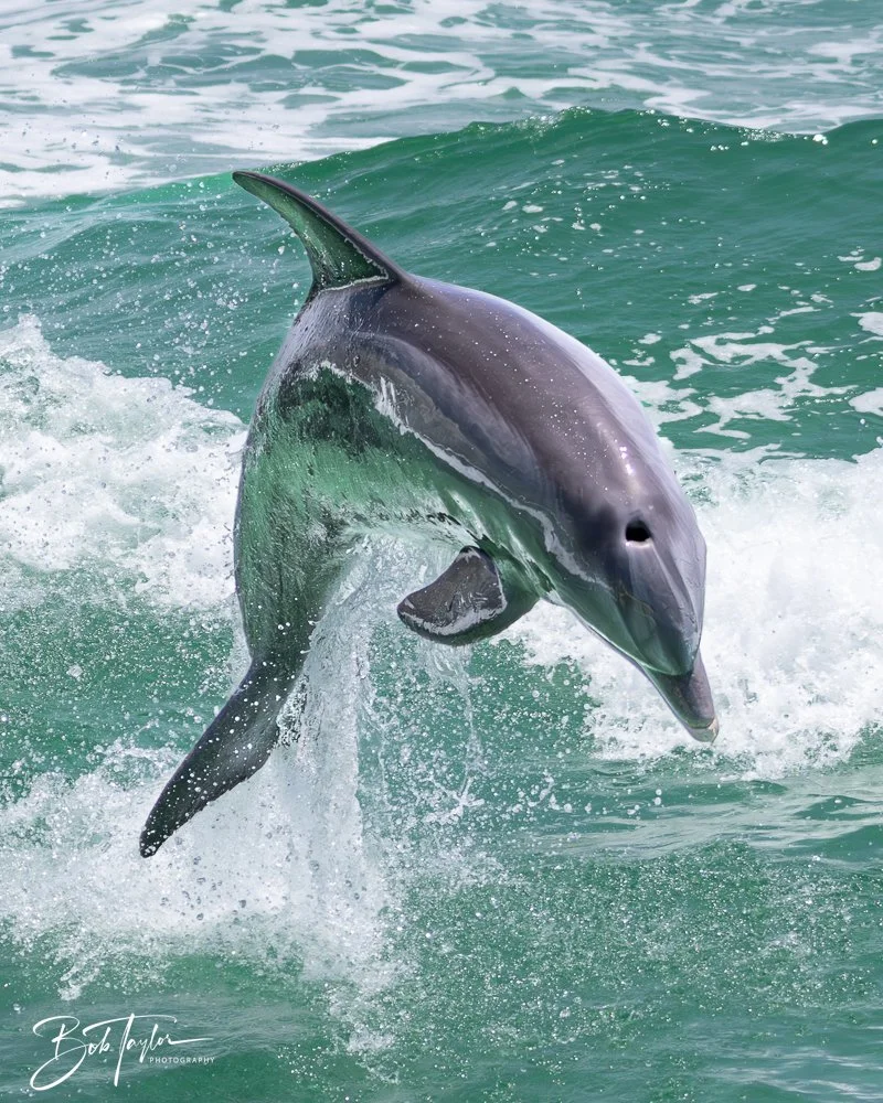 20240803-20240803-Sea Screamer Logo -59-2.jpg