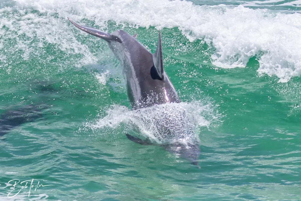 20240803-Sea Screamer 2 -9.jpg