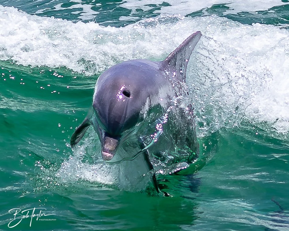 20240803-20240803-Sea Screamer Logo -53-2.jpg