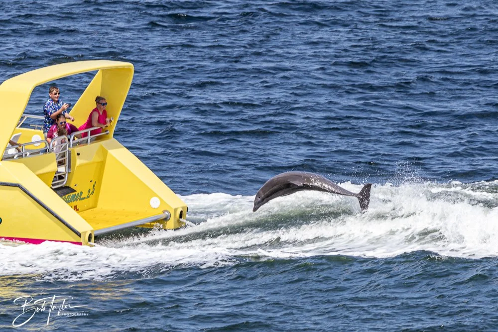 20240624-20240624-Sea Screamer Logo -17-2.jpg