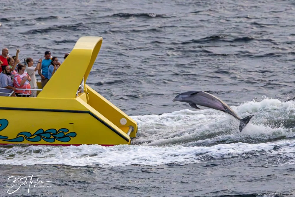 20240630-20240630-Sea Screamer Logo -27-2.jpg