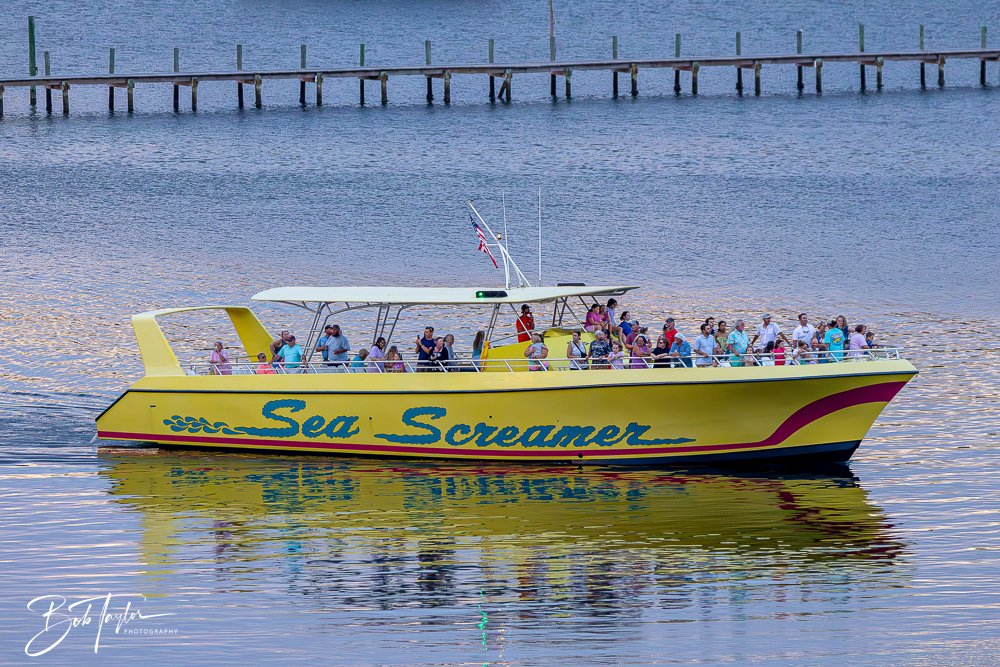 20240620-20240620-Sea Screamer Logo -11-2.jpg