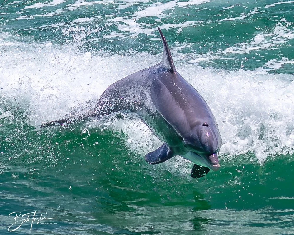 20240803-20240803-Sea Screamer Logo -52-2.jpg