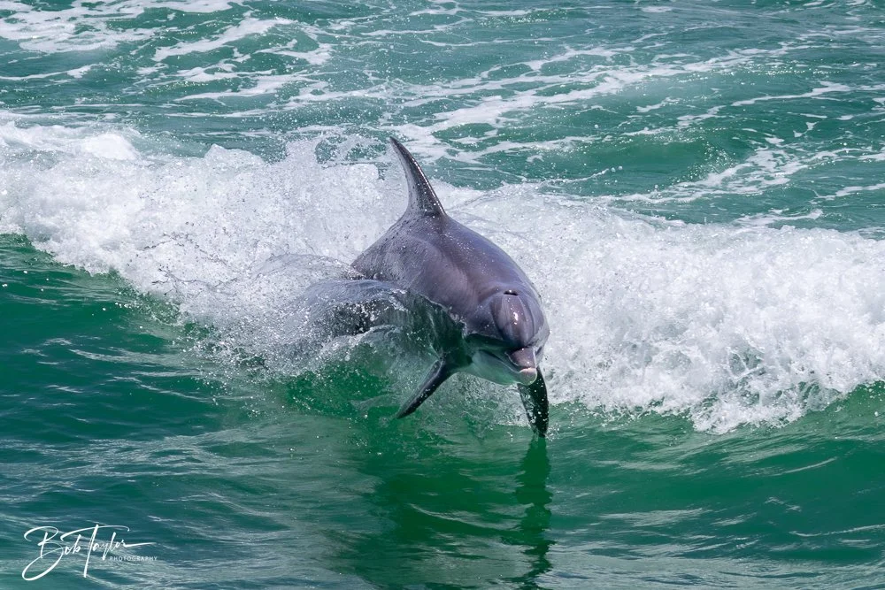 20240803-20240803-Sea Screamer Logo -51-2.jpg