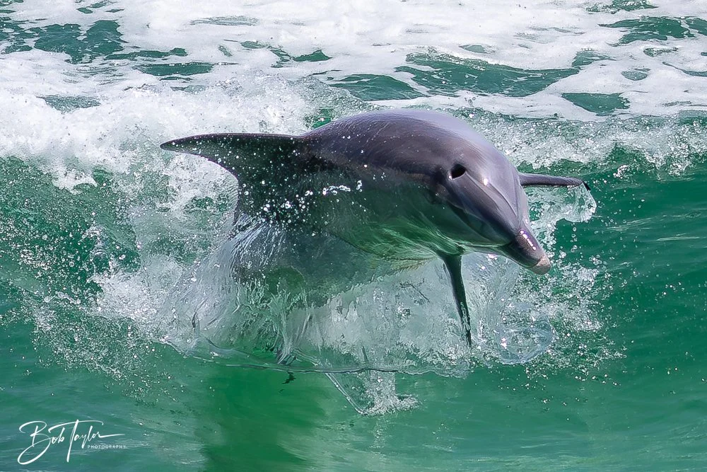 20240803-20240803-Sea Screamer Logo -55-2.jpg