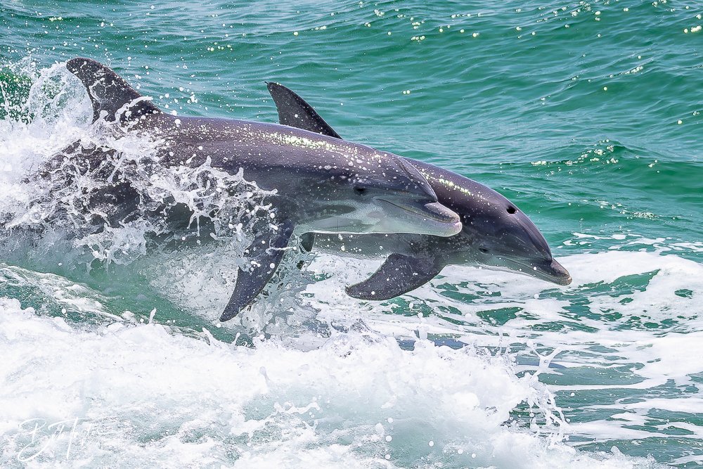 20240803-20240803-Sea Screamer Logo -50-2.jpg