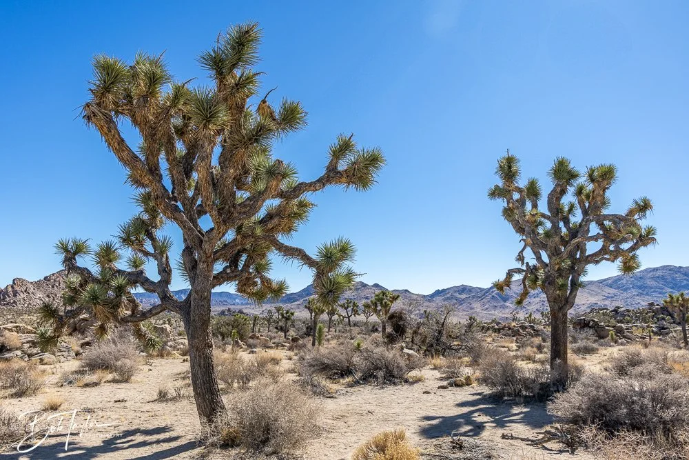 20241108-20241108-Joshua Tree -5-2.jpg