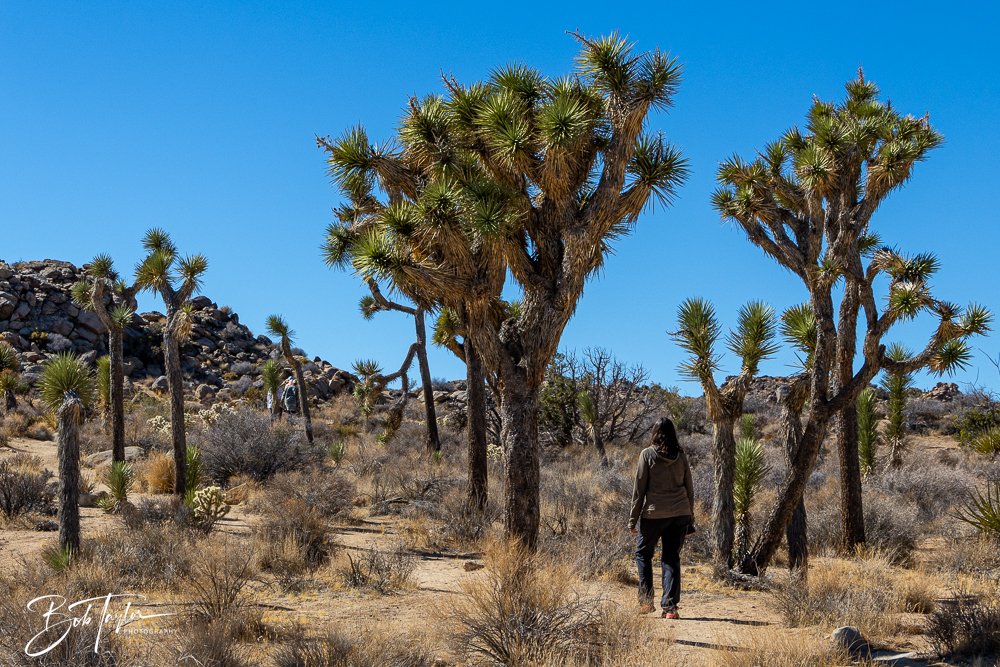 20241108-20241108-Joshua Tree -8-2.jpg