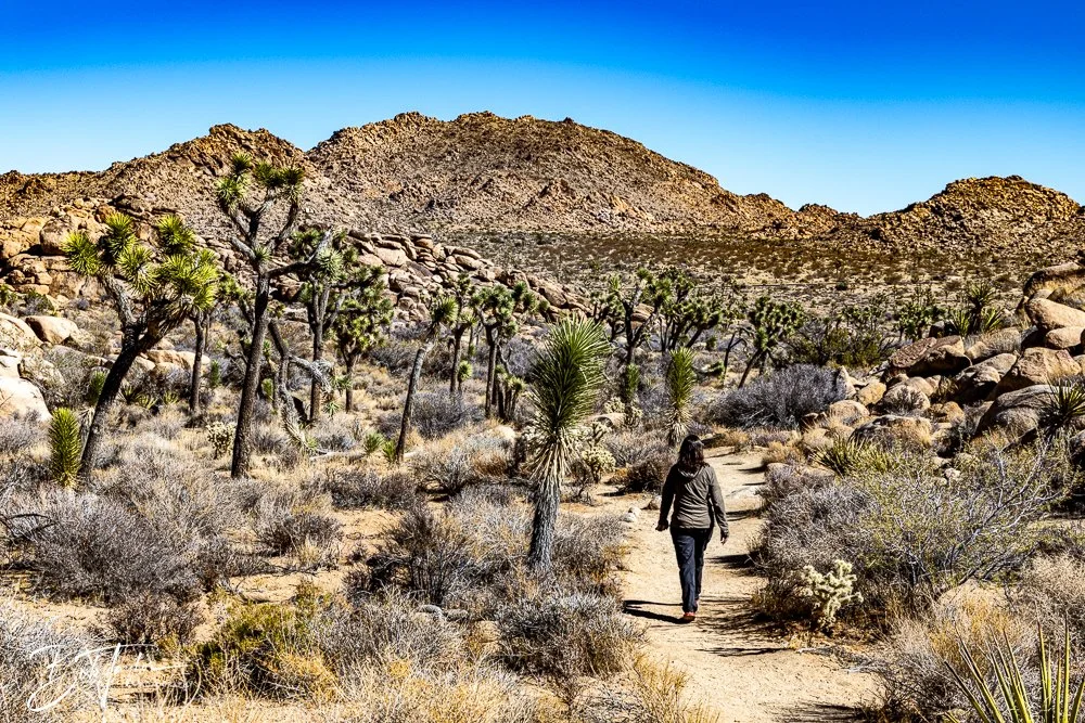 20241108-20241108-Joshua Tree -10-2.jpg