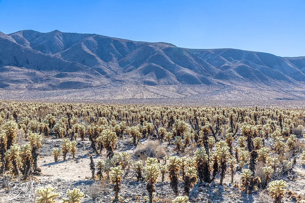 20241108-20241108-Joshua Tree -21-2.jpg