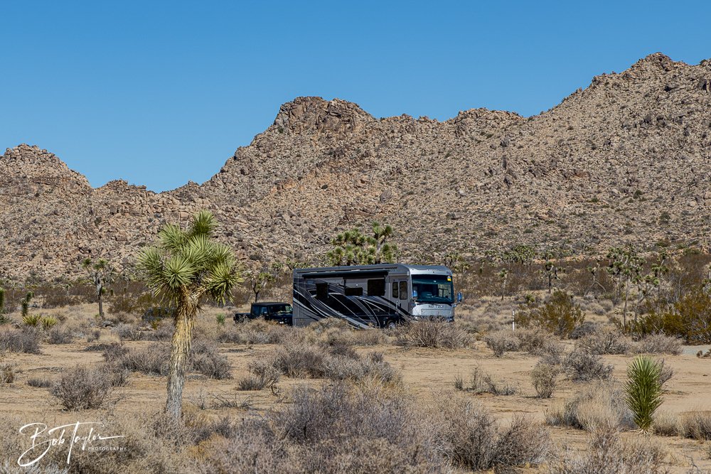 20241108-20241108-Joshua Tree -12-2.jpg