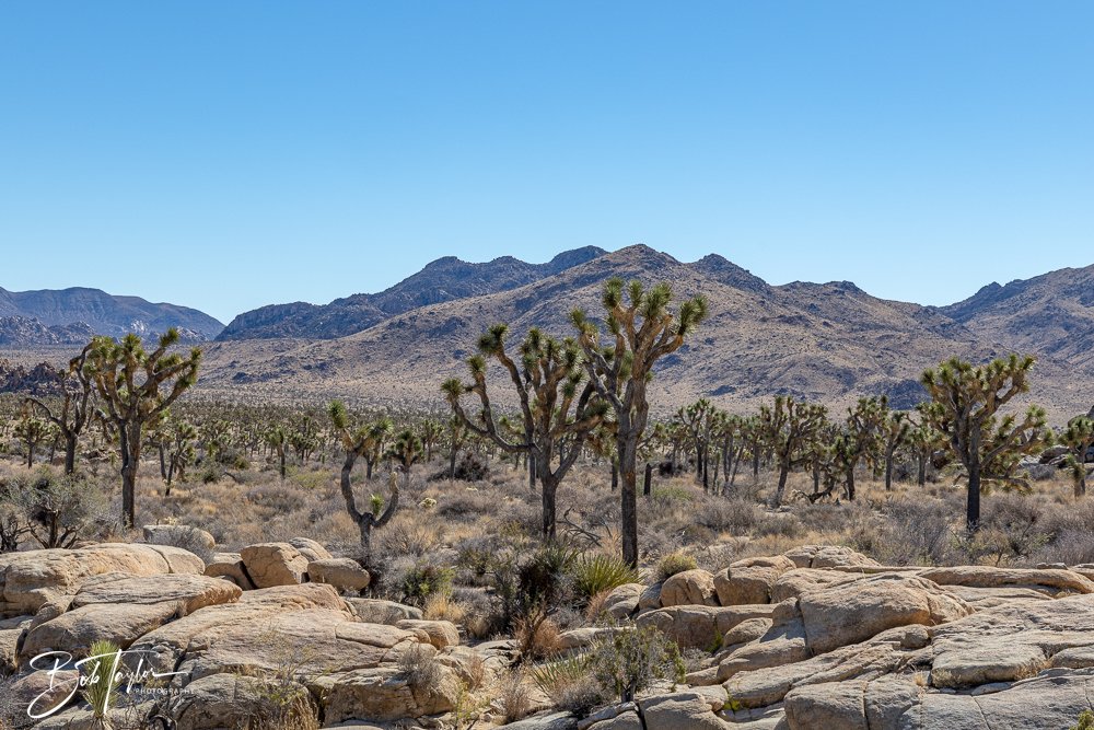 20241108-20241108-Joshua Tree -6-2.jpg