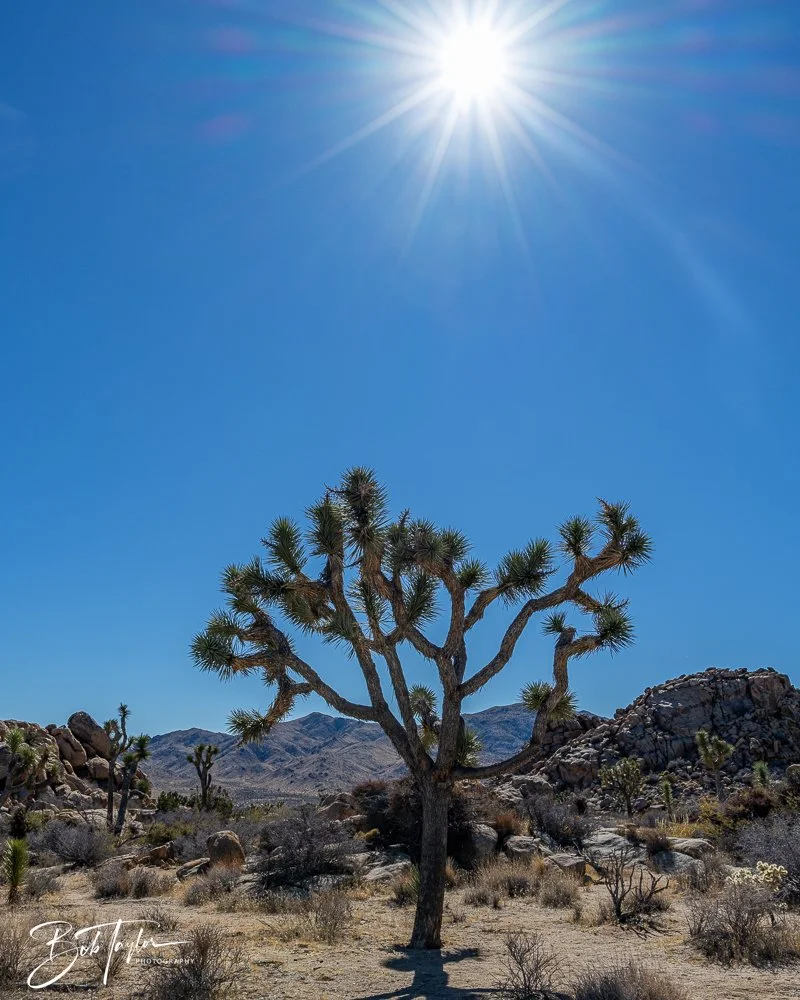 20241108-20241108-Joshua Tree -7-2.jpg
