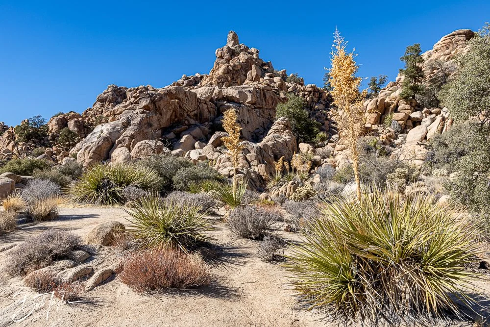 20241108-20241108-Joshua Tree -18-2.jpg