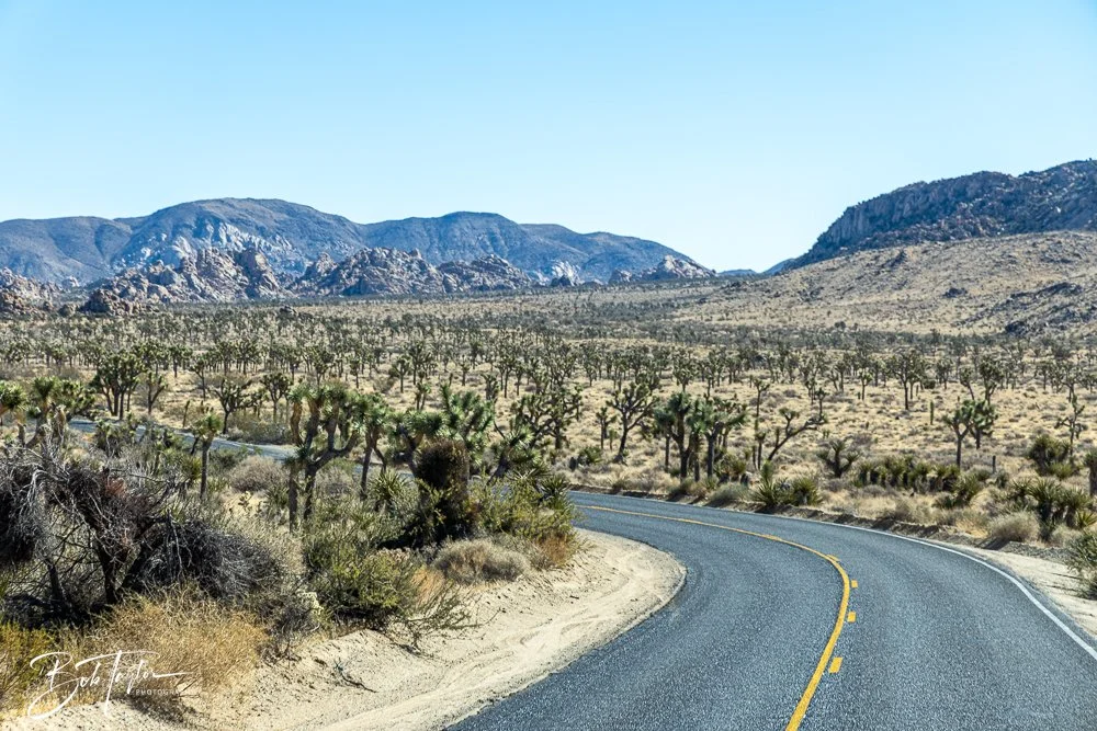 20241108-20241108-Joshua Tree -14-2.jpg