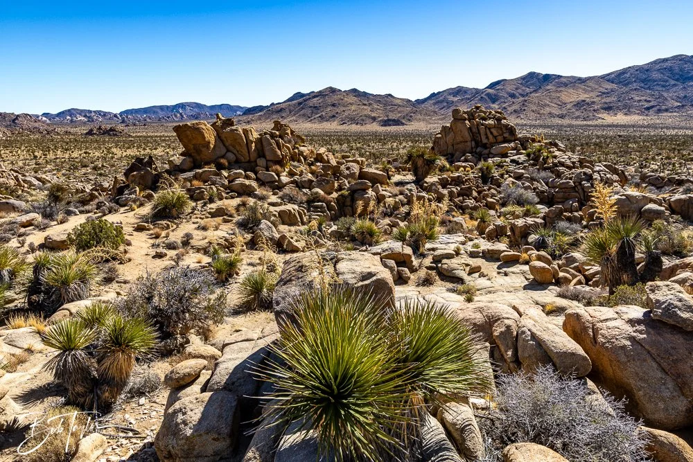 20241108-20241108-Joshua Tree -9-2.jpg