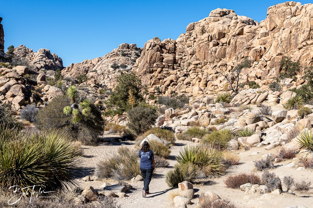 20241108-20241108-Joshua Tree -19-2.jpg