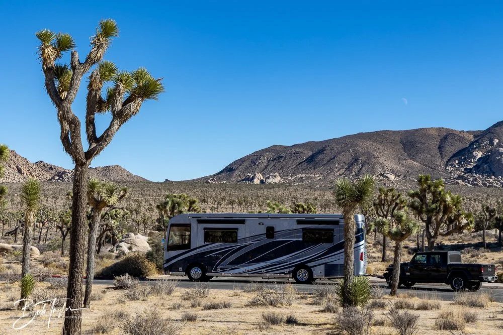 20241108-20241108-Joshua Tree -20-2.jpg