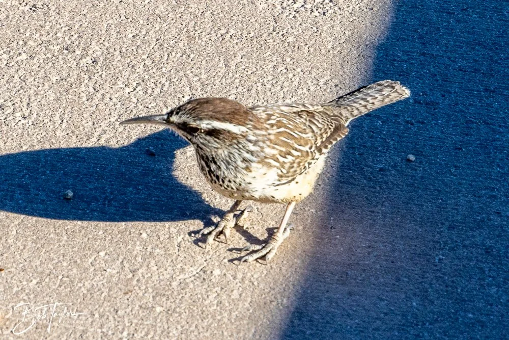 20241108-20241108-Joshua Tree -24-2.jpg